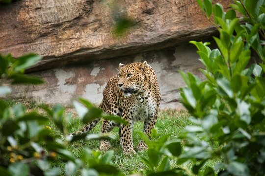 Full body shot of a leopard taken from the front through bushes in the foreground, in the background a grassy landscape with a rock wall.