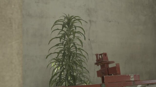 Outgrown plant in an abandoned houses in Jeju island Korea