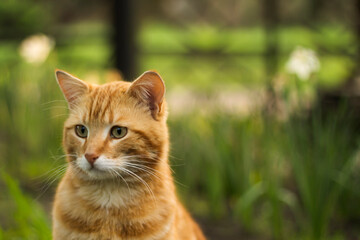 Naklejka na ściany i meble red cat in the grass