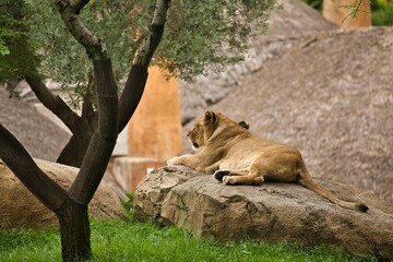Lioness lying comfortably on a rock, taken from behind sideways, there are trees to the side.
