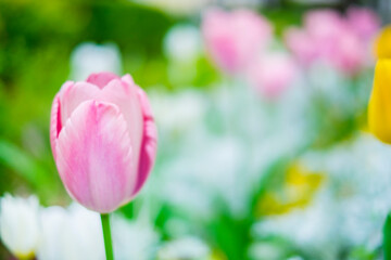 ピンクのチューリップ_カラフルな花壇