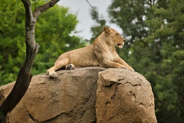 Lioness lies majestically on a rock and looks into the distance, in the background a duffuse tree landscape.