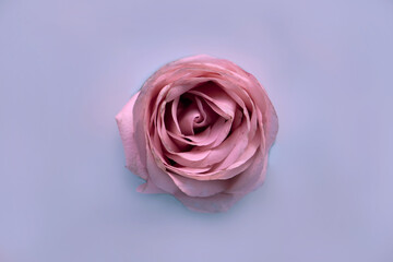 pink rose close up, violet background 