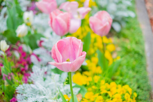 ピンクのチューリップ_カラフルな花壇