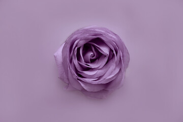 Violet rose close up, violet touch 