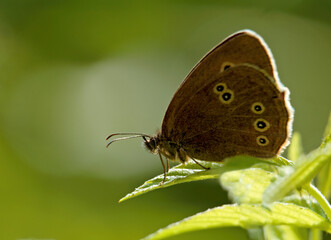 Ringlet butterfly resting on a green leaf on a sunny day