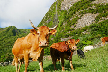 Happy cows at the grassland, Flores island, Azores archipelago