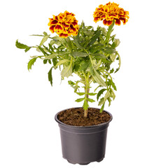 Big marigold flower in pot