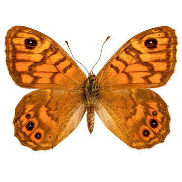 Fototapeta Wall brown butterfly