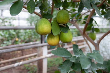 close-up of ripe lemons on the branches of trees. trees with ripe lemon fruits in the greenhouse.