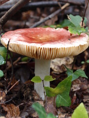 Russula emetica