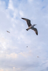 Seagulls flying in the sky at sunset. Bird shot at the golden hour. seabirds, seagulls. Close-up high resolution seagull shot.