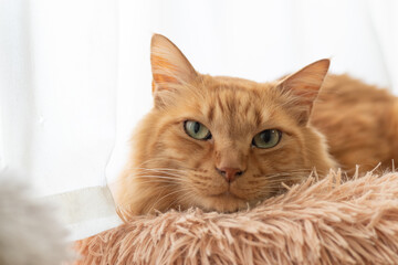 窓辺でくつろぐ猫　茶トラ猫