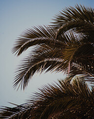 Image of a tropical palm tree moved by the wind
