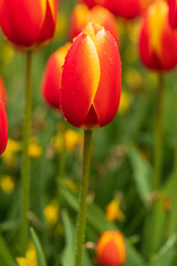 Colourful tulips in bloom on a farm in the spring