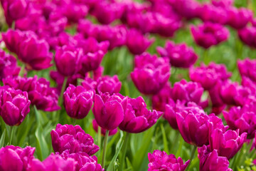 Colourful tulips in bloom on a farm in the spring