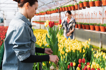 Women picking red and yellow tulips in a flower greenhouse. Tulips for holiday bouquets.