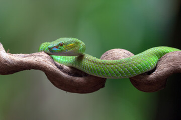 White-lipped island pit viperon the tree branch
