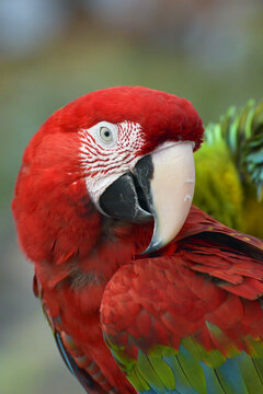 Close up photo of a macaw parrot