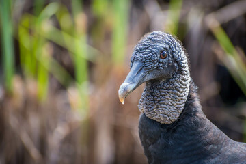 A Black Vulture in Everglades National Park, Florida