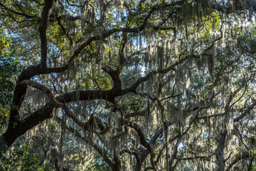 Live Oaks, Cumberland Island National Seashore, Georgia