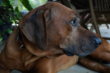 Rhodesian Ridgeback