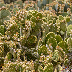 Close up of many green round shaped cacti