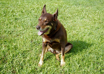 A Kelpie on the Grass