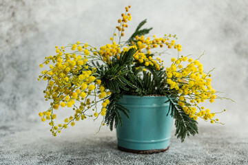 Spring yellow mimosa flowers in interior