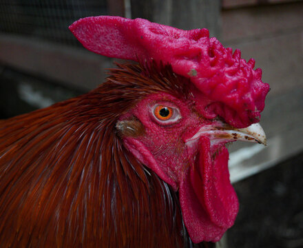Rooster