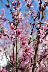blooming pink flowers peach tree branches on blue sky background, natural background, spring background