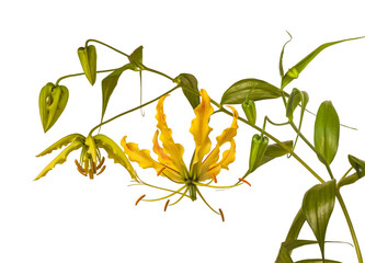 Gloriosa superba 'Rothschildiana', Gloriosa lily on white background isolate.