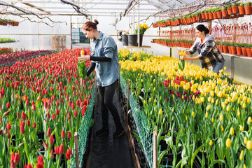 Women picking red and yellow tulips in a flower greenhouse. Tulips for holiday bouquets.