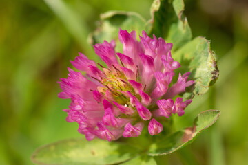 Macro of Trifolium pratense, the red clover, purple plant on meadow