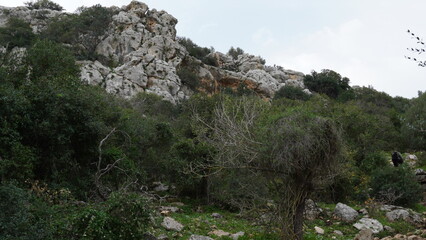Landscape in Nahal (creek) Oren, at the west side of Mount Carmel
