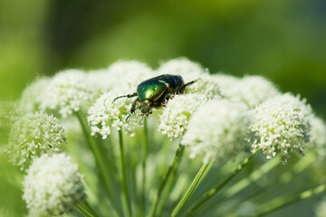 Cetonia aurata, of the family Scarabaeidae, feeding on Seseli annuum, of the family Apiaceae. Central Russia.