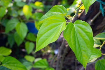 Green leaves of betel plant in the garden
