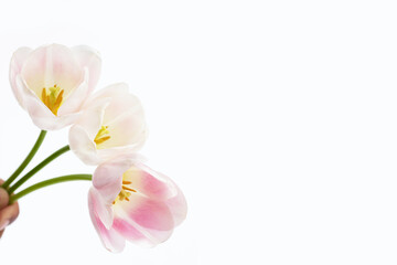 White pink tulips on white background.