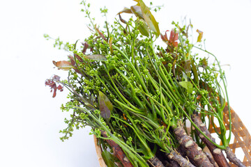 Neem leaves with flowers on white background.