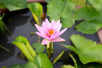 Beautiful pink water lily. Lotus flower with green leaves in a pond