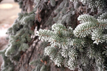 Frosted spruce branch in the city park