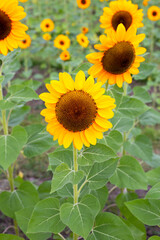 Obraz premium Sunflower field, Beautiful summer landscape.