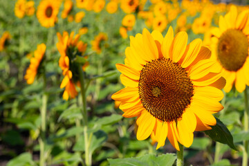 Sunflower field, Beautiful summer landscape.