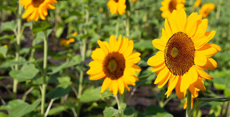 Sunflower field, Beautiful summer landscape.