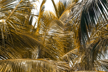 Fond palmes de cocotiers 