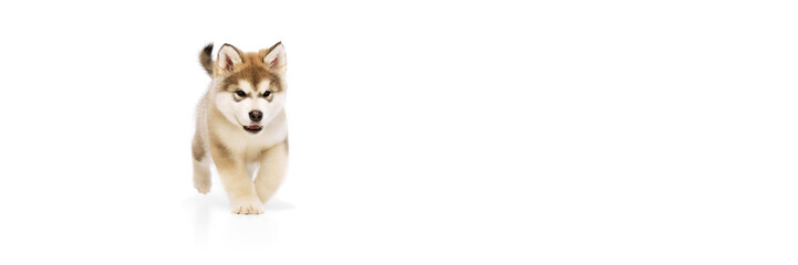 Fototapeta premium One little dog, cute beautiful Malamute puppy posing isolated over white background. Pet looks healthy and happy. Concept of care, love, animal life