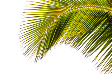 Silhouette de palme sur fond blanc 