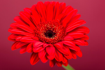 Red Gerbera flower