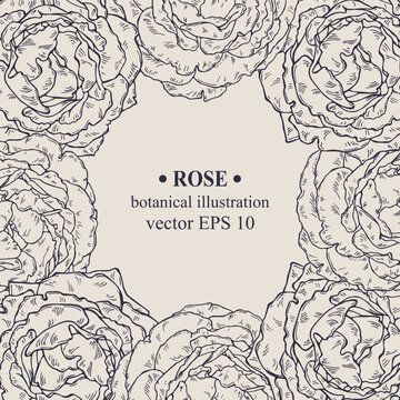 Vector hand darwn Rose Flower frame. Eps 10. Botanical illustration for backdrop, cover design