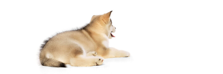 Back view of small dog, cute beautiful Malamute puppy posing isolated over white background. Pet looks healthy and groomed. Concept of care, love, animal life
